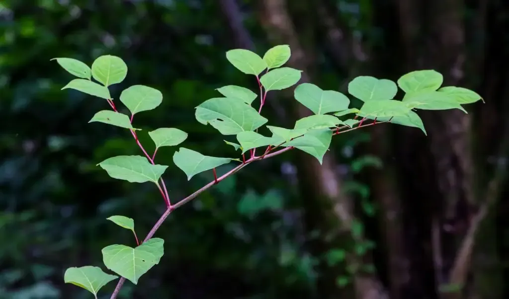 Invasive Weed Control