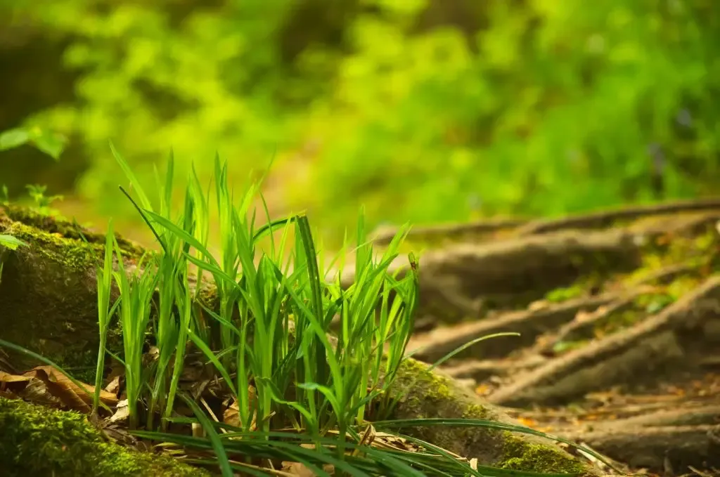 grass-background-2022-12-06-23-32-52-utc