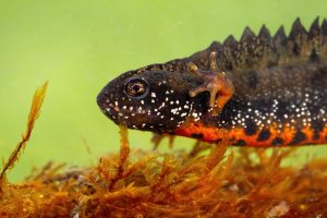 CRESTED NEWT EXCLUSION FENCING
