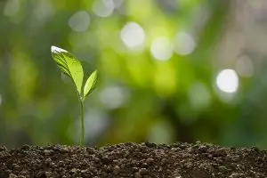 Tree Planting